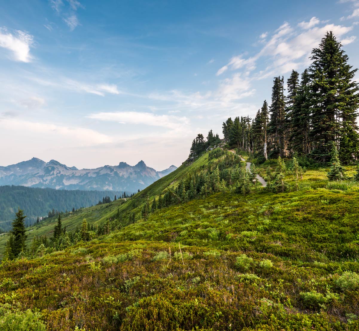 The hills of Paradise in Mount Rainier.